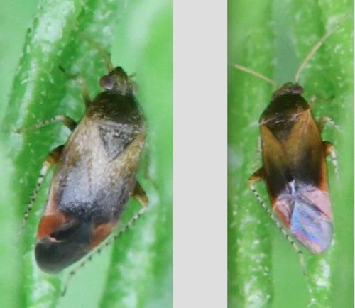 Psallus sp.